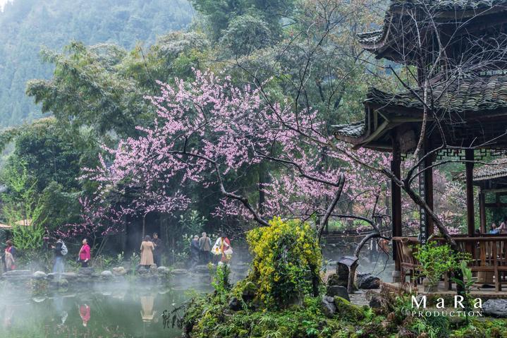 植物大战僵尸：花园战争